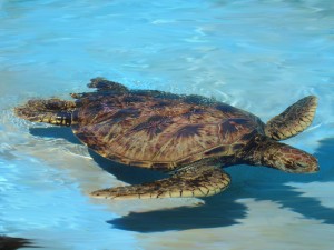 Sea Turtle - Natural World Kids Gallery